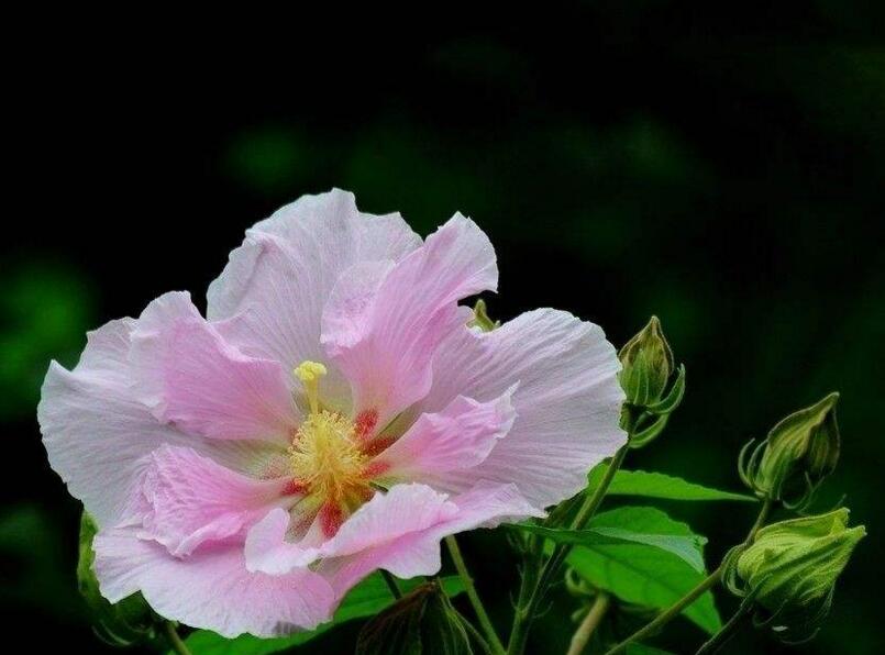 盆栽芙蓉花的養殖方法,養護得當可以花開滿園