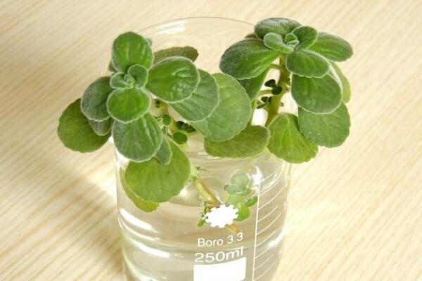 碰碰香掉葉子怎么辦,四種原因以及解決方法
