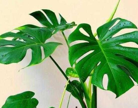 龜背竹滴的水有毒嗎,有毒/皮膚接觸會導(dǎo)致刺痛灼傷
