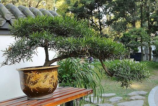 羅漢松盆景養護方法,老農總結五大最實際有效方法