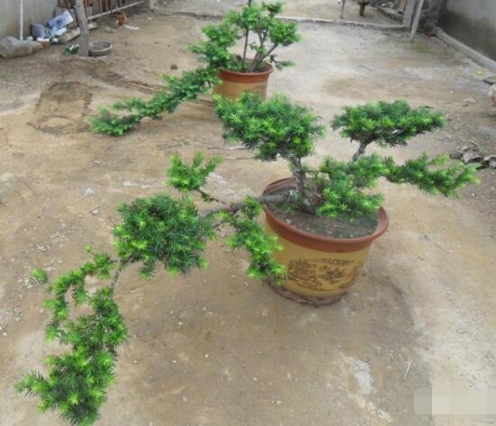 紅豆杉可以種庭院嗎,可以/幸福安康,家庭和睦