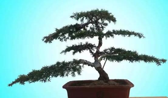 紅豆杉可以種庭院嗎,可以/幸福安康,家庭和睦