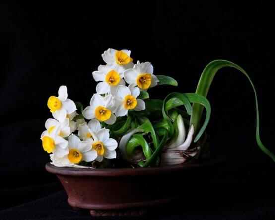 仙花的栽培技術,擇八厘米以上鱗莖/疏松透氣土壤與紫砂盆