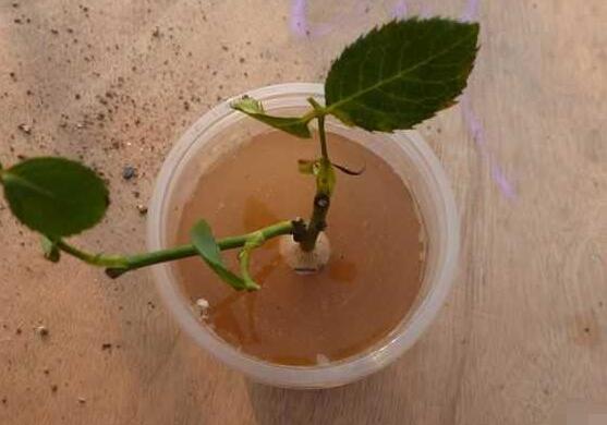 月季花的扦插懶人方法,教你兩種最簡單繁殖方法(土插與水插)