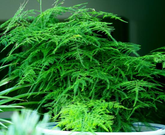文竹肥料有哪些,餅肥、無機復合肥、液肥為主(枝繁葉茂)