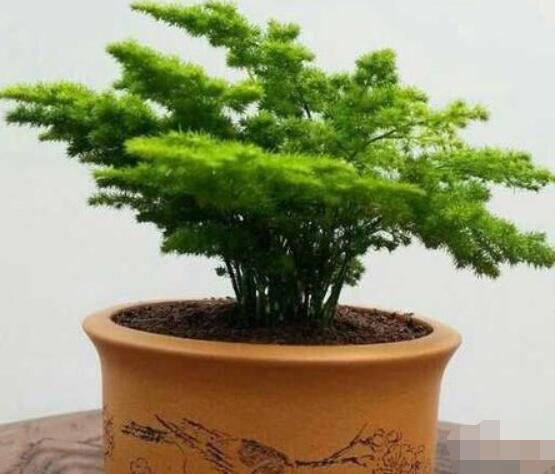 文竹肥料有哪些,餅肥、無機復合肥、液肥為主(枝繁葉茂)