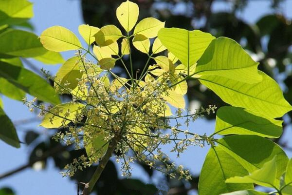 橡皮樹和橡膠樹的區(qū)別,從葉子、花朵、用途、產(chǎn)地來區(qū)分