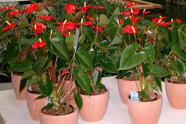 紅掌的催花方法,加強(qiáng)日常管理(溫度、光照、通風(fēng)、肥水)