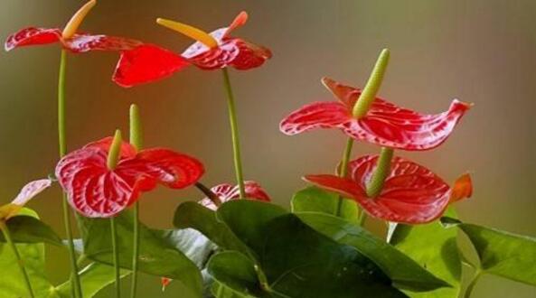 紅掌的催花方法,加強(qiáng)日常管理(溫度、光照、通風(fēng)、肥水)