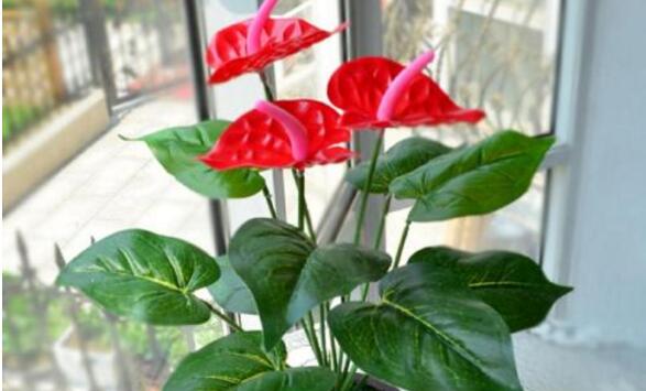 紅掌的催花方法,加強(qiáng)日常管理(溫度、光照、通風(fēng)、肥水)