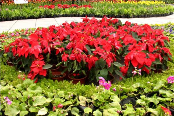 家里養一品紅有啥好處,改善空氣、供觀賞用