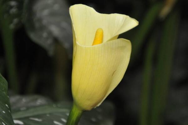 白色馬蹄蓮花語是什么,忠貞不渝、永結同心