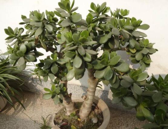 植物燕子掌有毒嗎,無毒與有毒需待進一步科學考證(證據不足)