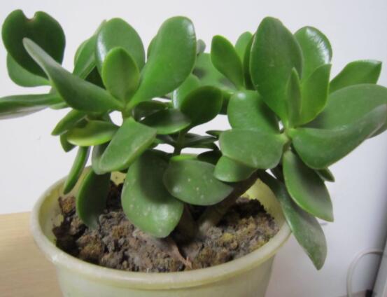 植物燕子掌有毒嗎,無毒與有毒需待進一步科學考證(證據不足)