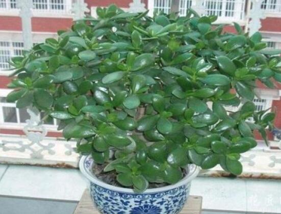 植物燕子掌有毒嗎,無毒與有毒需待進一步科學考證(證據不足)