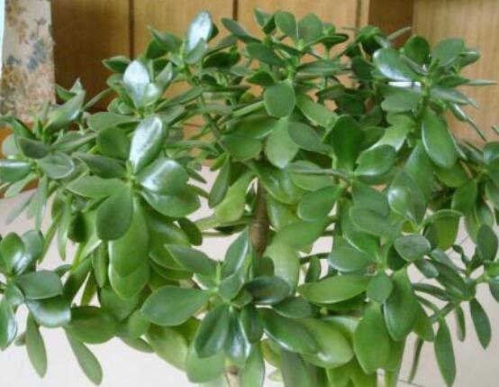 植物燕子掌有毒嗎,無毒與有毒需待進一步科學考證(證據不足)
