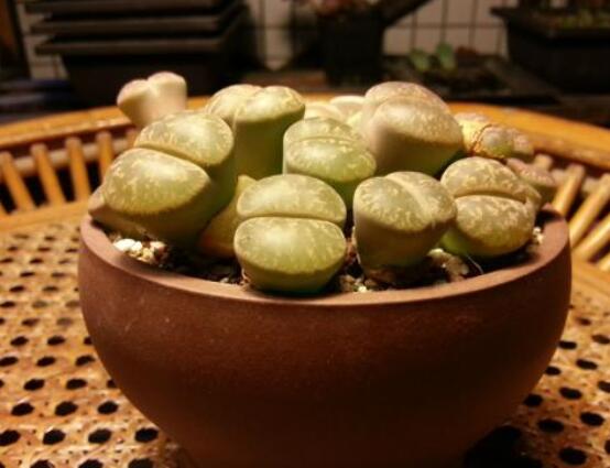 生石花用什么盆好,陶盆、泥瓦盆、紫砂盆任選其一(深盆)