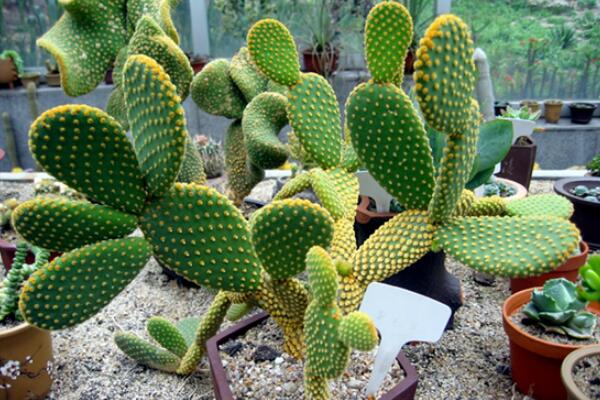 仙人掌花語象征與寓意,象征著堅強、剛毅的愛情
