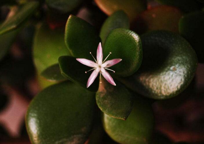 玉樹花和燕子掌的區(qū)別,葉片上的3處不同
