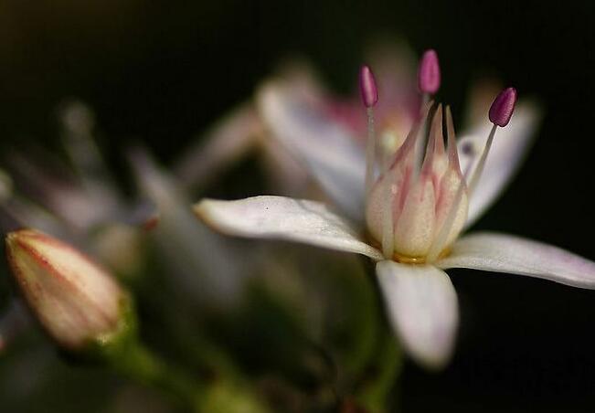 玉樹花和燕子掌的區(qū)別,葉片上的3處不同