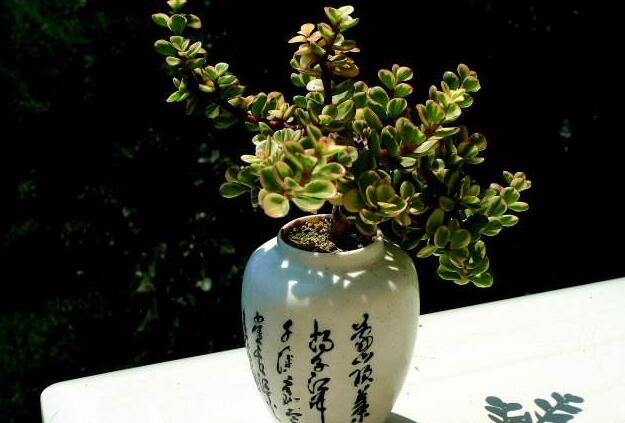 雅樂之舞的寓意,翩翩起舞的優(yōu)美姿態(tài)