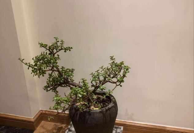 雅樂之舞的寓意,翩翩起舞的優(yōu)美姿態(tài)