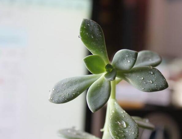 寶石花有毒嗎,無毒且對痛風有著很好的治療效果