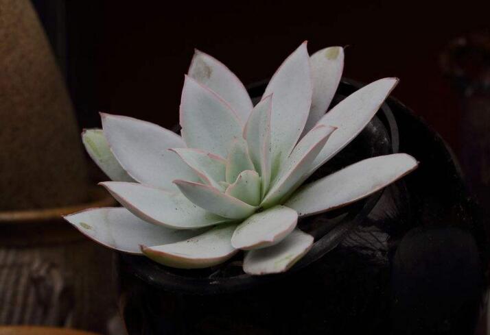寶石花有毒嗎,無毒且對痛風有著很好的治療效果