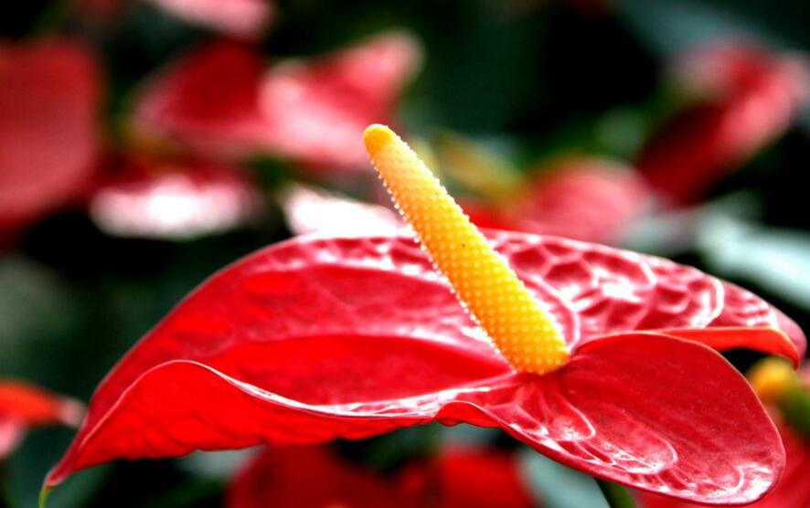 紅掌用什么土栽培,疏松、透氣、有營養很關鍵