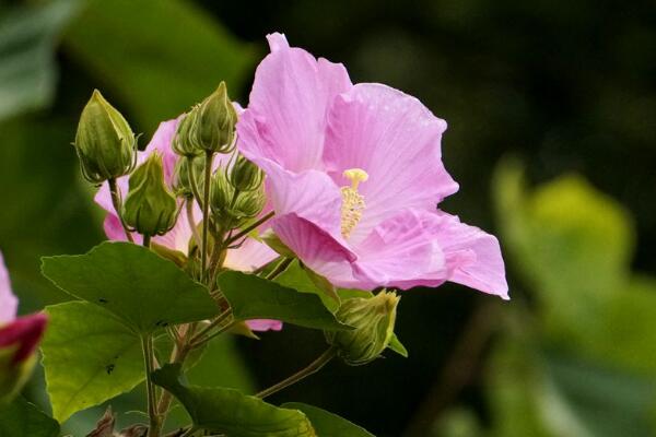 芙蓉花象征什么,富貴榮華(諧音)