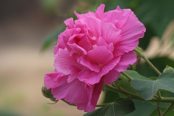 芙蓉花象征什么,富貴榮華(諧音)
