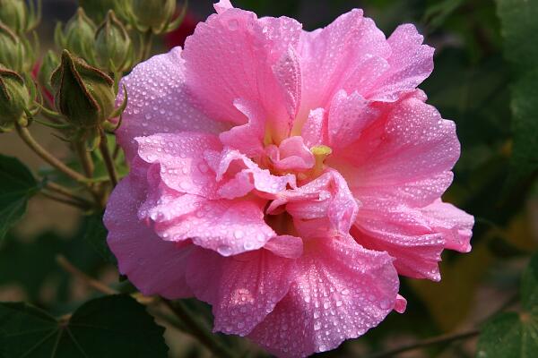 芙蓉花象征什么,富貴榮華(諧音)