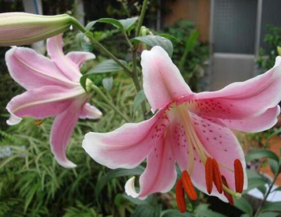香水百合的寓意是什么,夫妻恩愛、百年好合(美好)