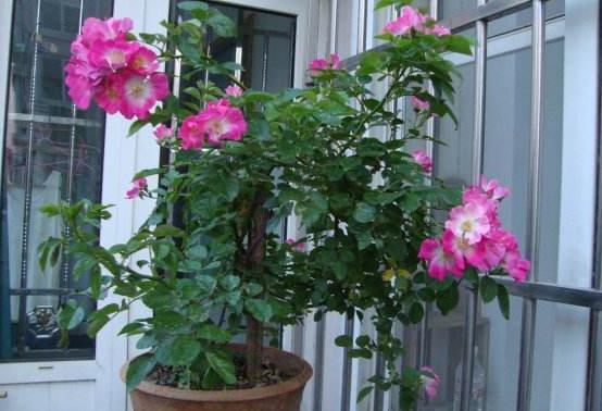 盆栽薔薇花的養殖方法,注意光照充足、做好控水控肥