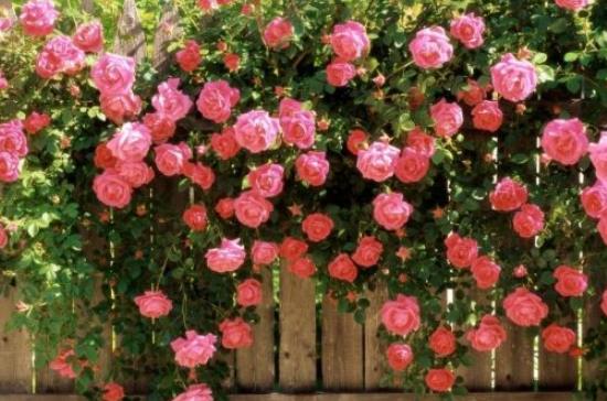 盆栽薔薇花的養殖方法,注意光照充足、做好控水控肥