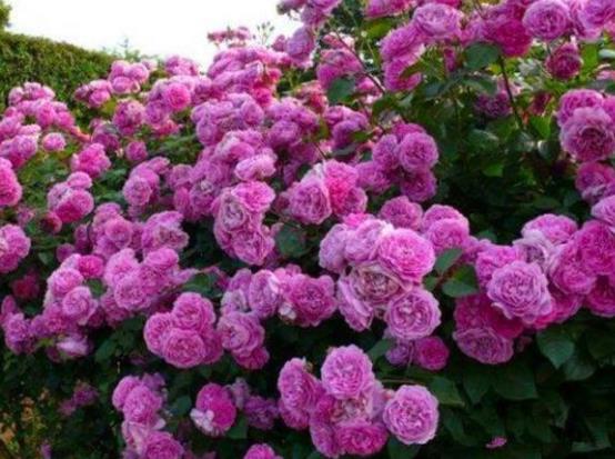 盆栽薔薇花的養殖方法,注意光照充足、做好控水控肥
