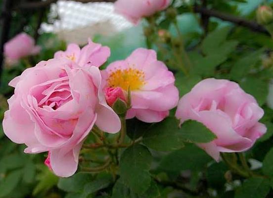 盆栽薔薇花的養殖方法,注意光照充足、做好控水控肥