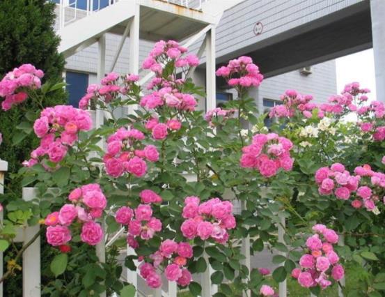 盆栽薔薇花的養殖方法,注意光照充足、做好控水控肥