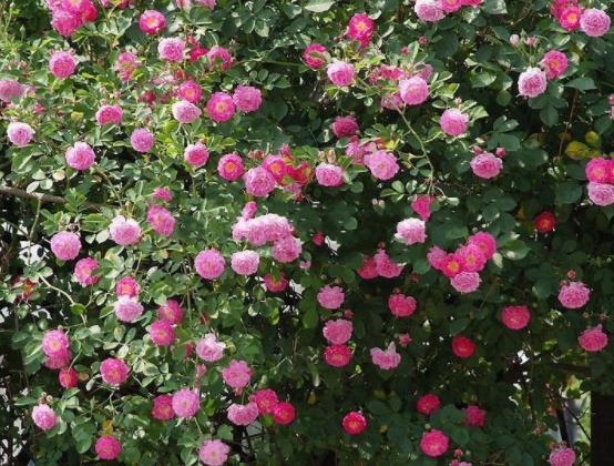 盆栽薔薇花的養殖方法,注意光照充足、做好控水控肥