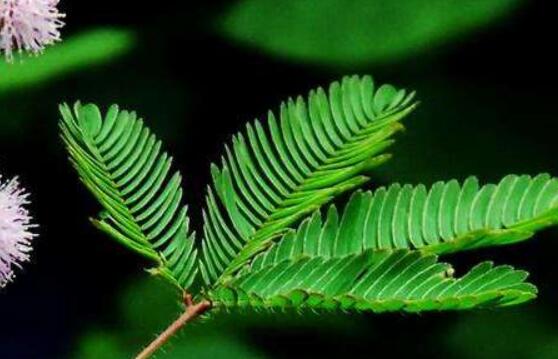 羞草怎么種,浸種晾干、覆土4厘米深(15天生根發芽)