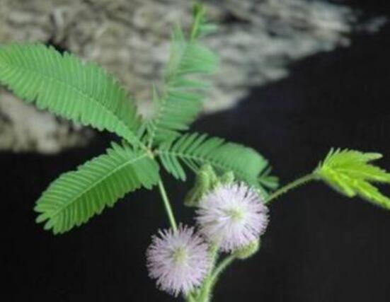 羞草怎么種,浸種晾干、覆土4厘米深(15天生根發芽)