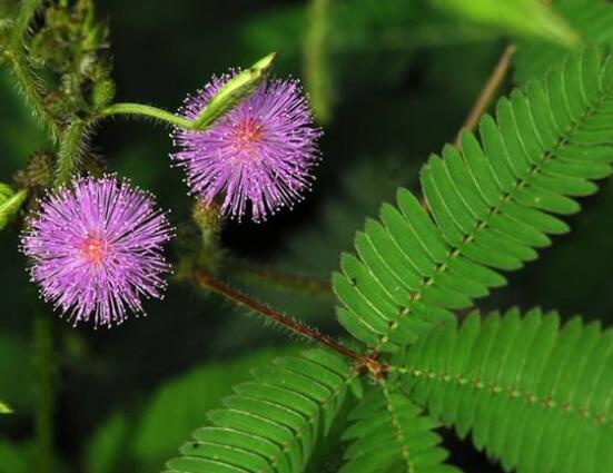 羞草怎么種,浸種晾干、覆土4厘米深(15天生根發芽)