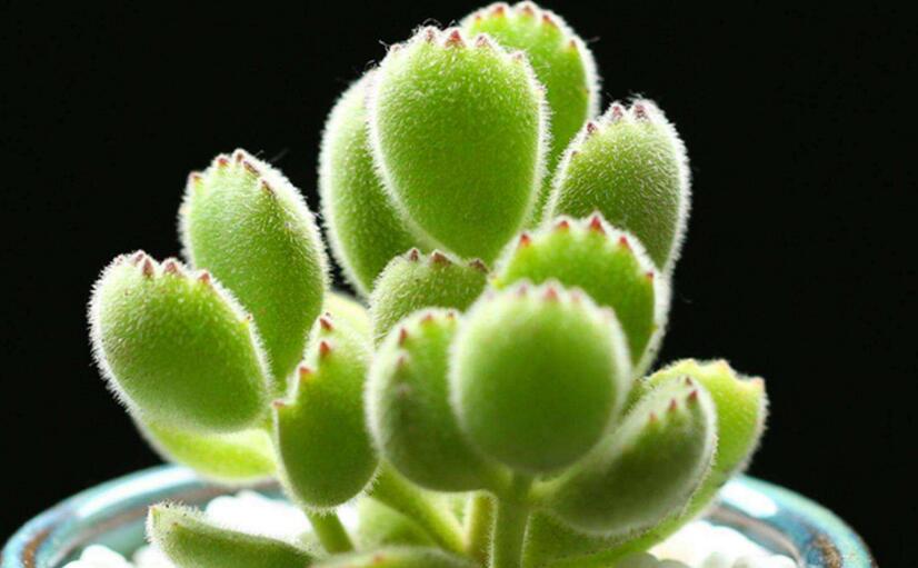 熊童子多久澆一次水,要根據(jù)季節(jié)的變化來澆水