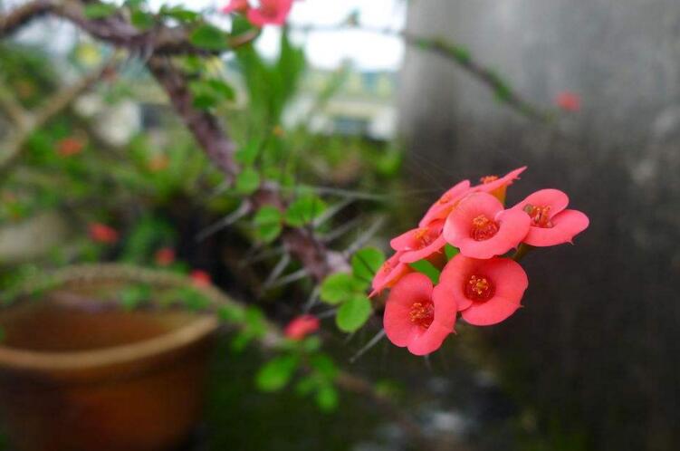 虎刺梅開花有毒嗎,有毒/家中有小孩的最好不要栽種