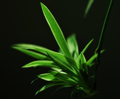 吊蘭修剪方法,不同的部位修剪的方法不一樣