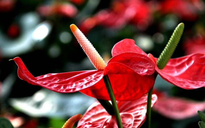 紅掌扦插圖解,極高成活率的方法