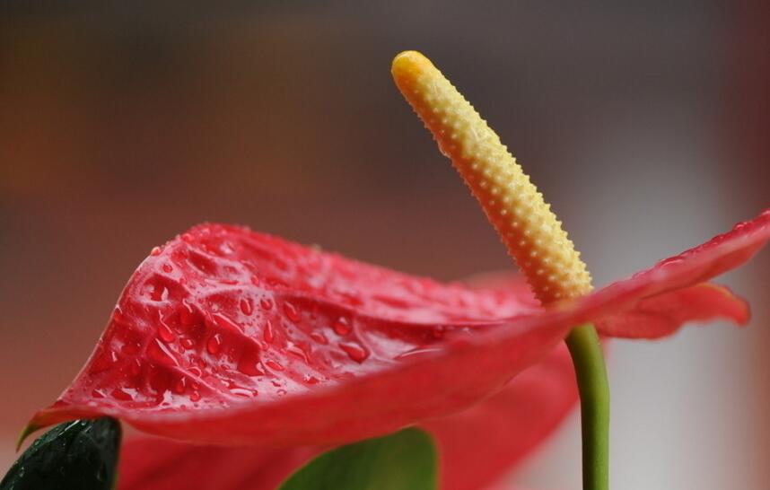 紅掌扦插圖解,極高成活率的方法