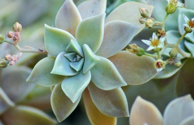 如何養寶石花,寶石花的四季養護方法介紹