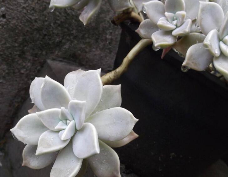 如何養寶石花,寶石花的四季養護方法介紹