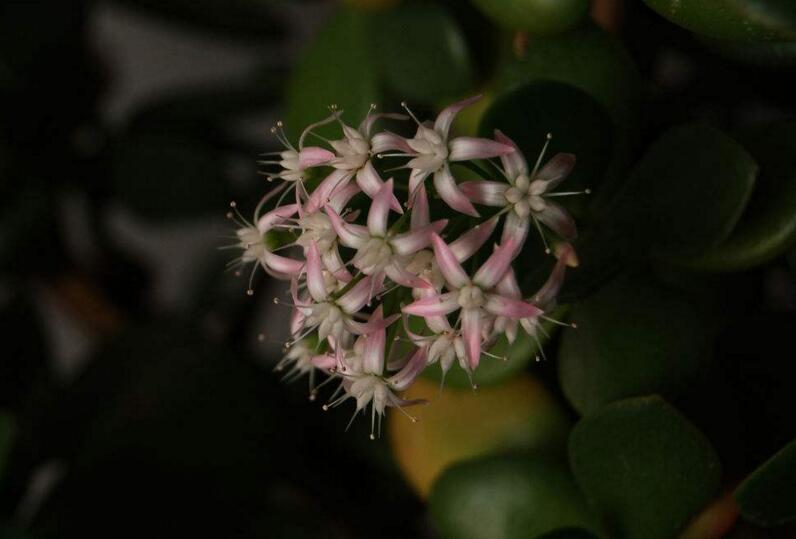 燕子掌植物怎么養,適宜的土壤和水份最關鍵